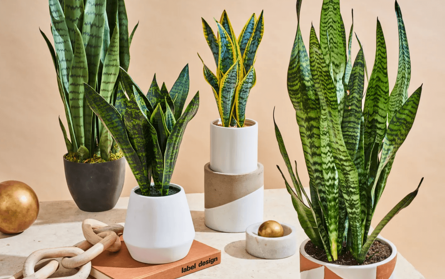 5 Best Plants For An Office With No Windows A Guide (2024)