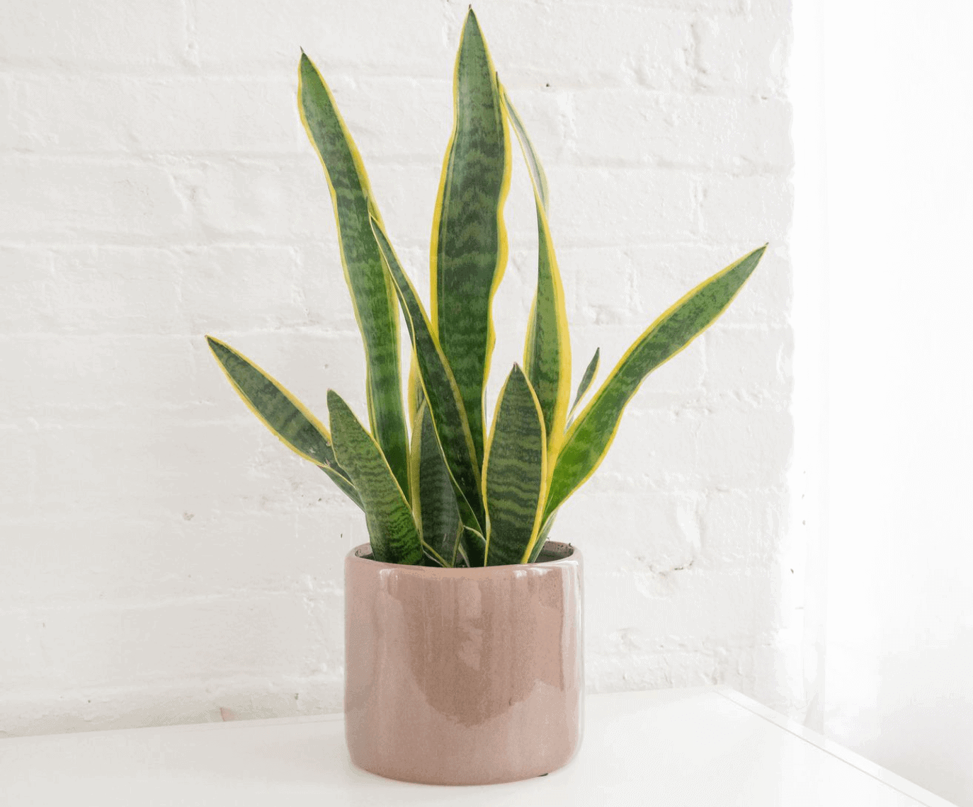 5 Best Plants For An Office With No Windows A Guide (2024)