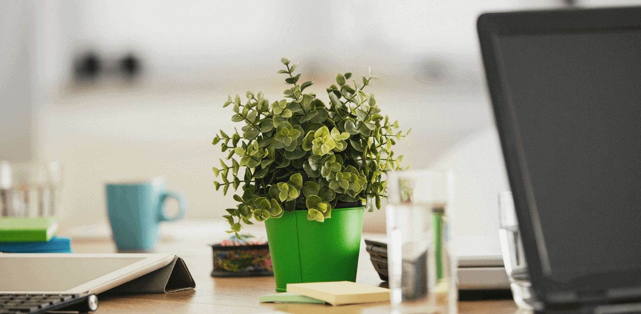 5 Best Plants For An Office With No Windows A Guide (2024)